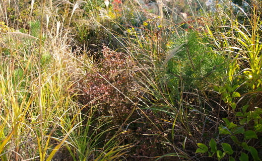 道なのか、これは道なのか!?