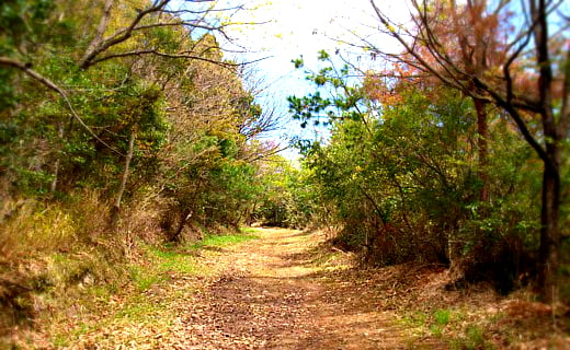 十禅寺山、登山道