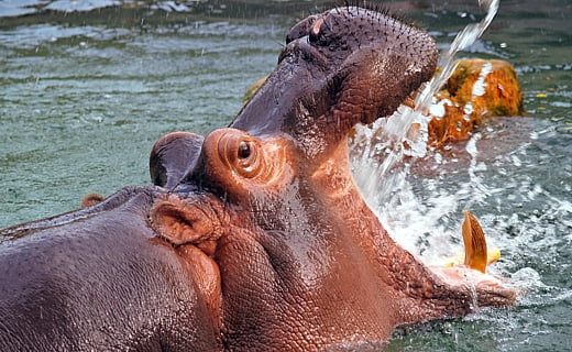 平和なイメージのカバ