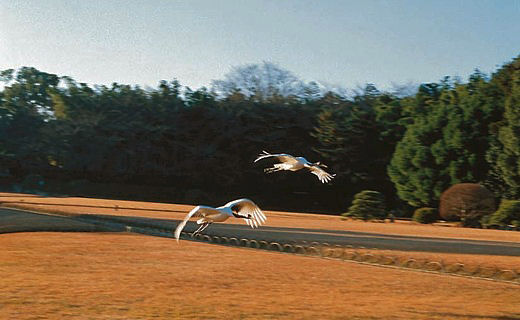 岡山後楽園の放鳥の様子
