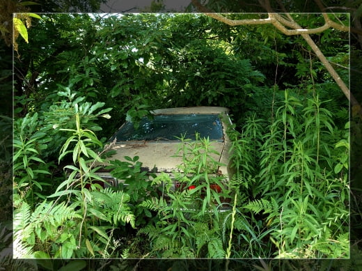 4代目ブルーバードU