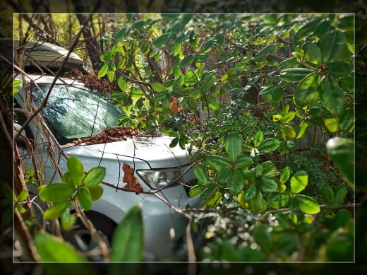 トヨタBbの草ヒロ