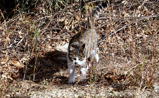 猫が仲間になった