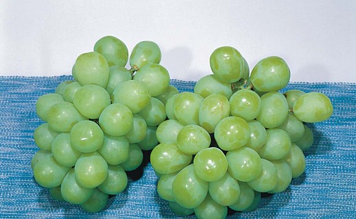 マスカット・オブ・アレキサンドリア