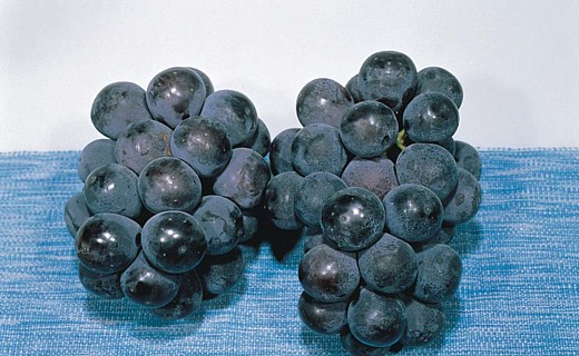 ニューピオーネ