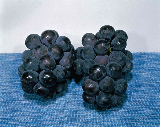 ニューピオーネ