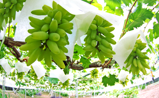 ロケットぶどう