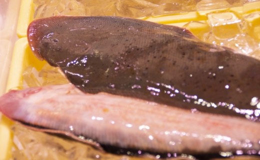 ゲタこと、舌平目