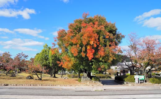 田中苑・鏡獅子