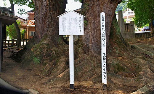 荒神のクスノキ