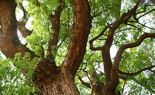 下から見上げた荒神の楠木