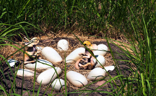 恐竜の卵と赤ちゃん