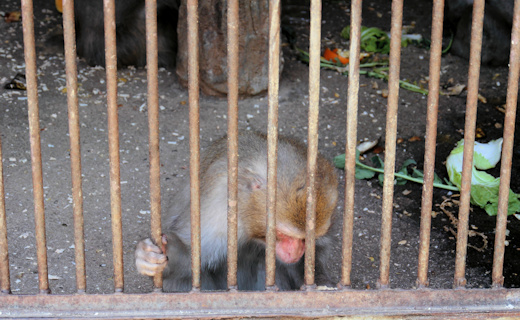 古城山公園の猿