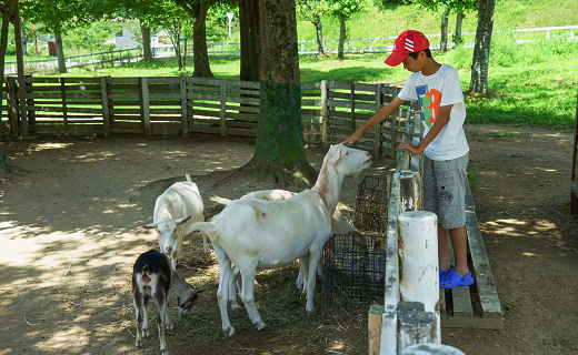 動物と触れ合う子供の様子