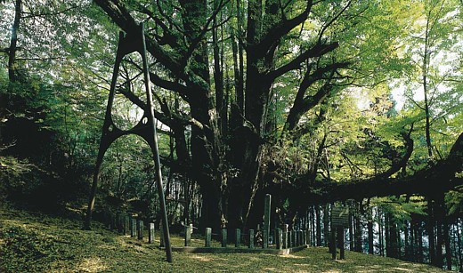 菩提寺の大イチョウ