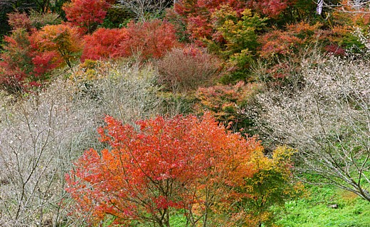 桜と紅葉