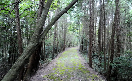 春日神社の参道