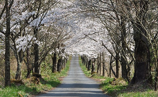 茅部神社の参道