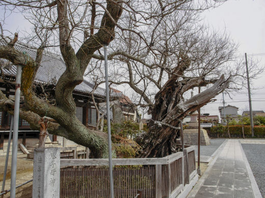鬼子母神のえんじゅ